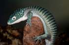 Mexican alligator lizard. Art Print